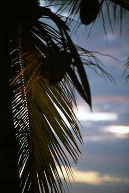 Tree in front of sea at dusk