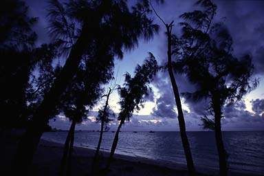 Trees in front of sea at dusk