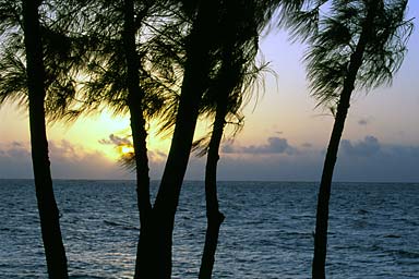 Trees and the sea at sunset