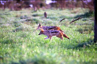 Jackals on hunt