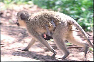 Monkey with Baby underneath