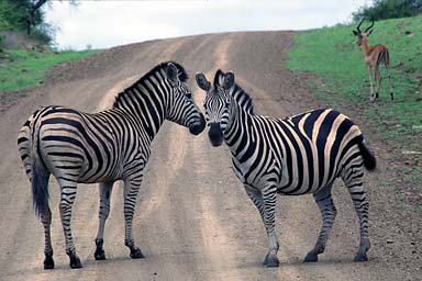 2 Zebras on road