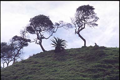 Bizarre trees