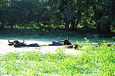 Buffalos in Yala