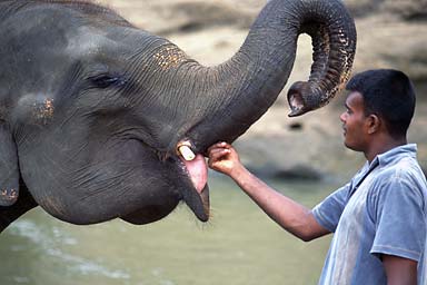 Man and Elephant