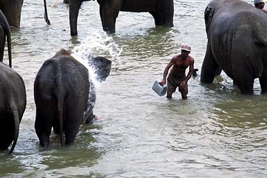 Wardens throwing water at Elephants in sanctuary