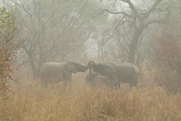 2 African Elephants