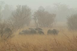 Group of Elephants in Arli National Park