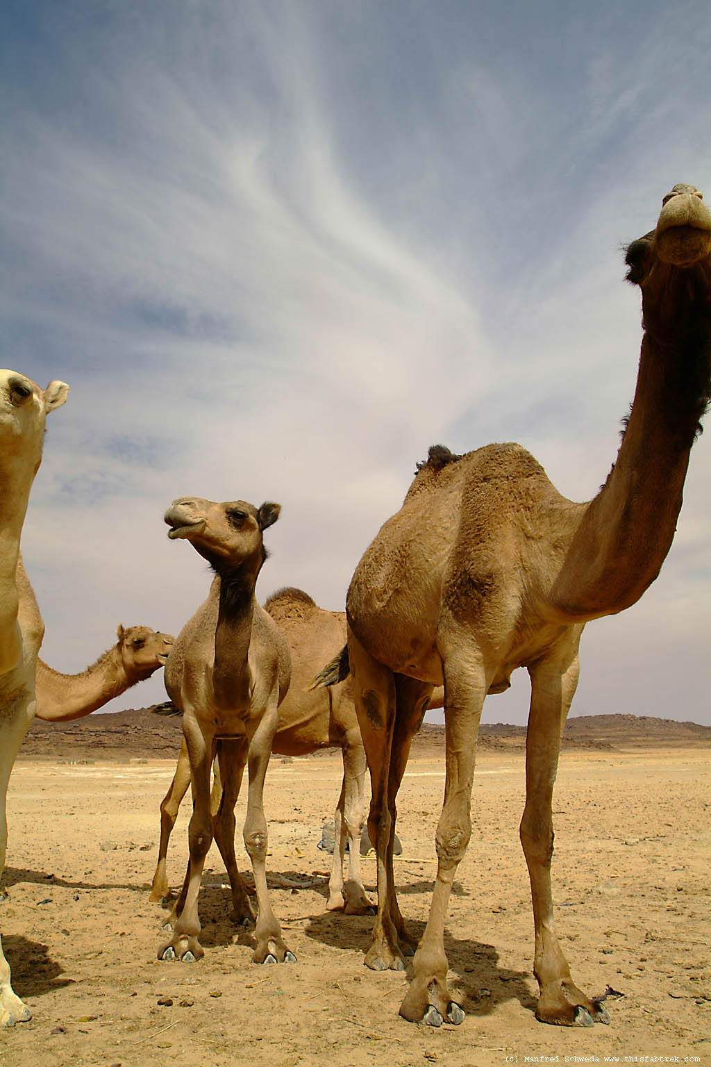 camels3-4.jpg