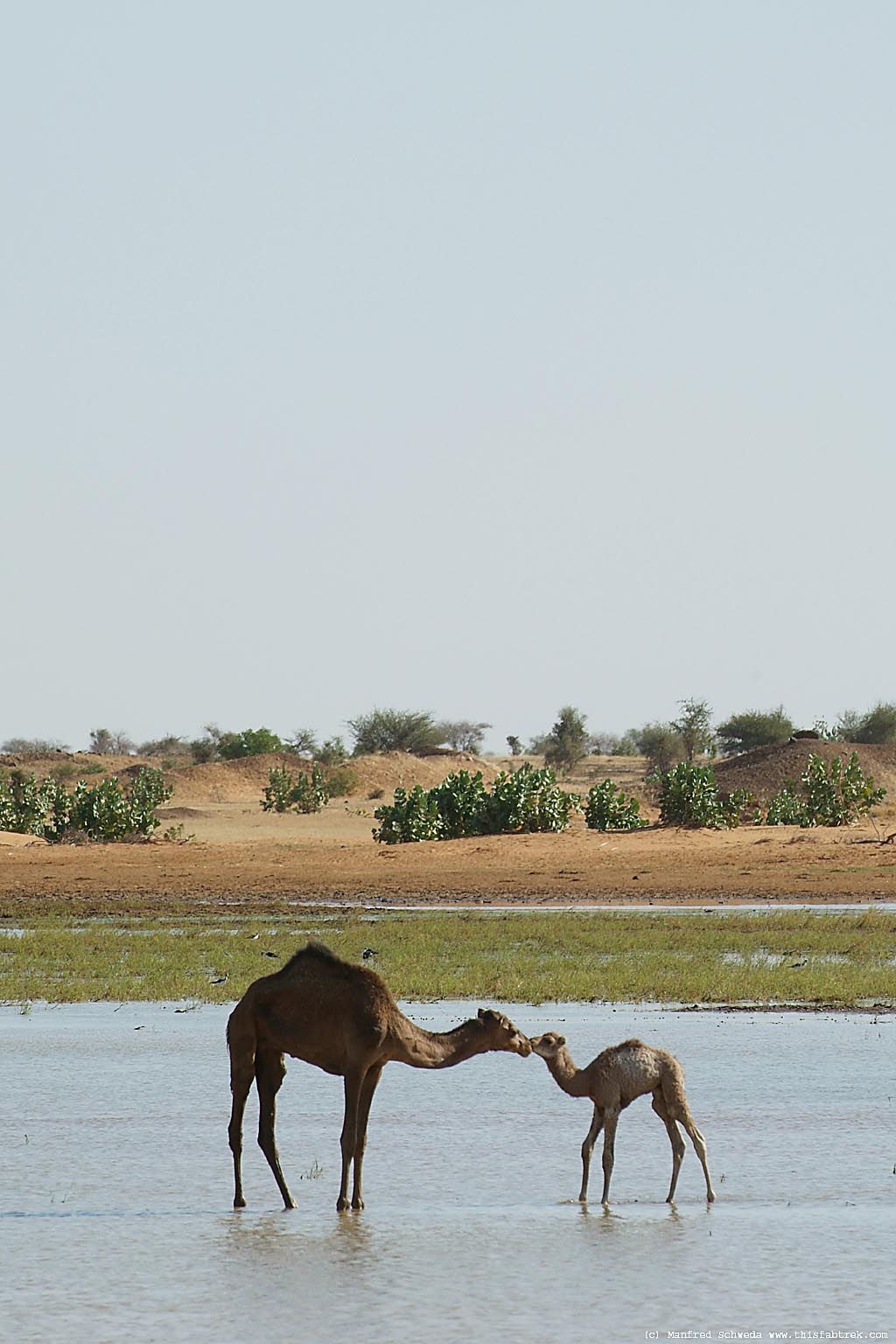 camel-mother-child-4.jpg
