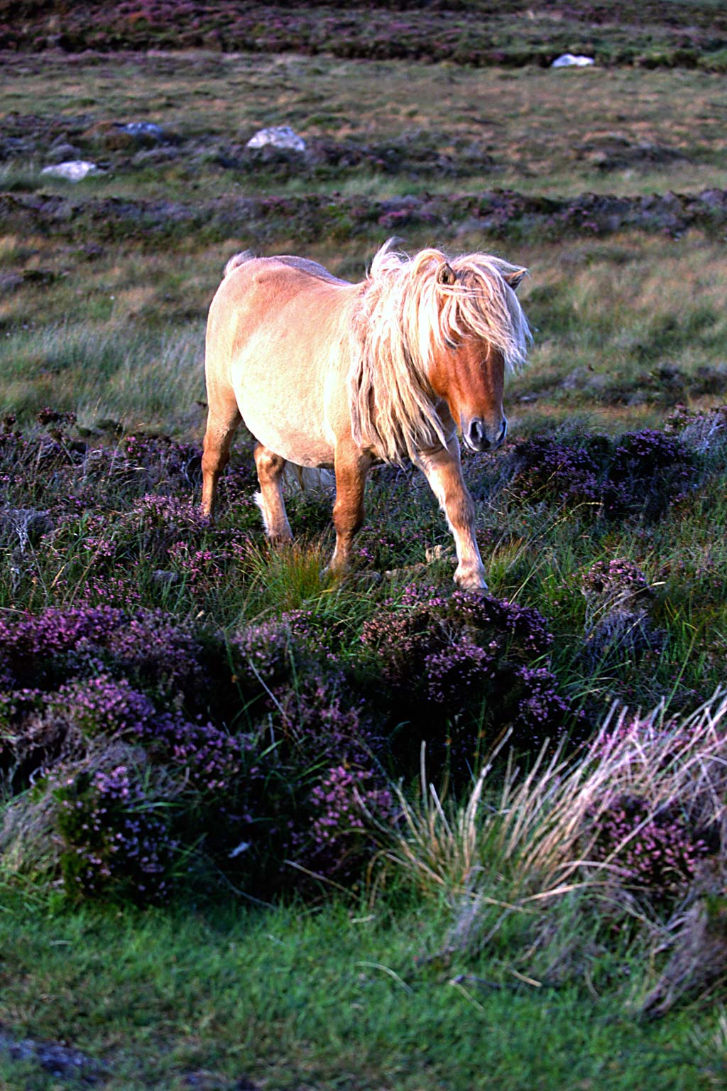 scotland tourism ponies